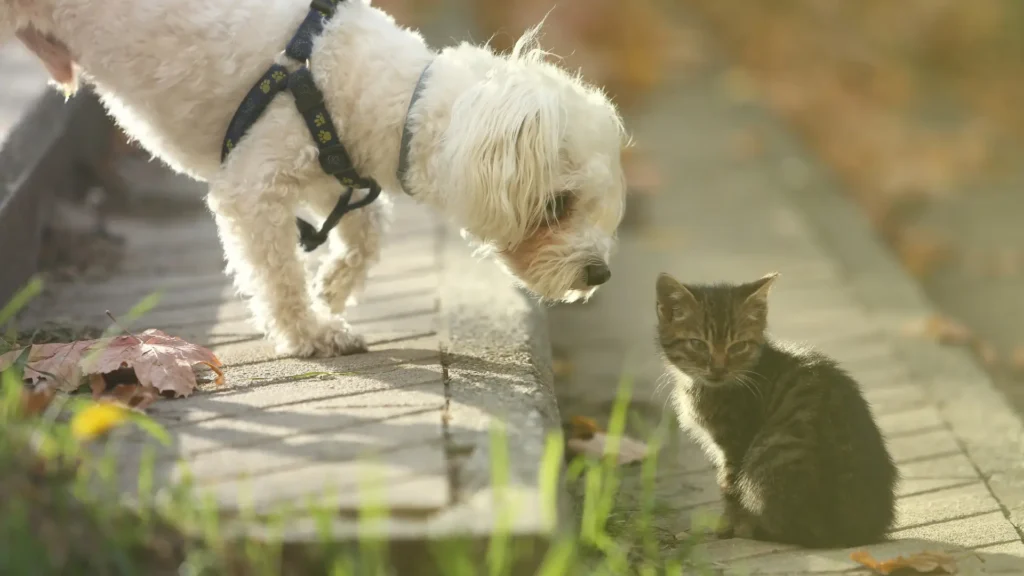 Maltese and Cat socialising