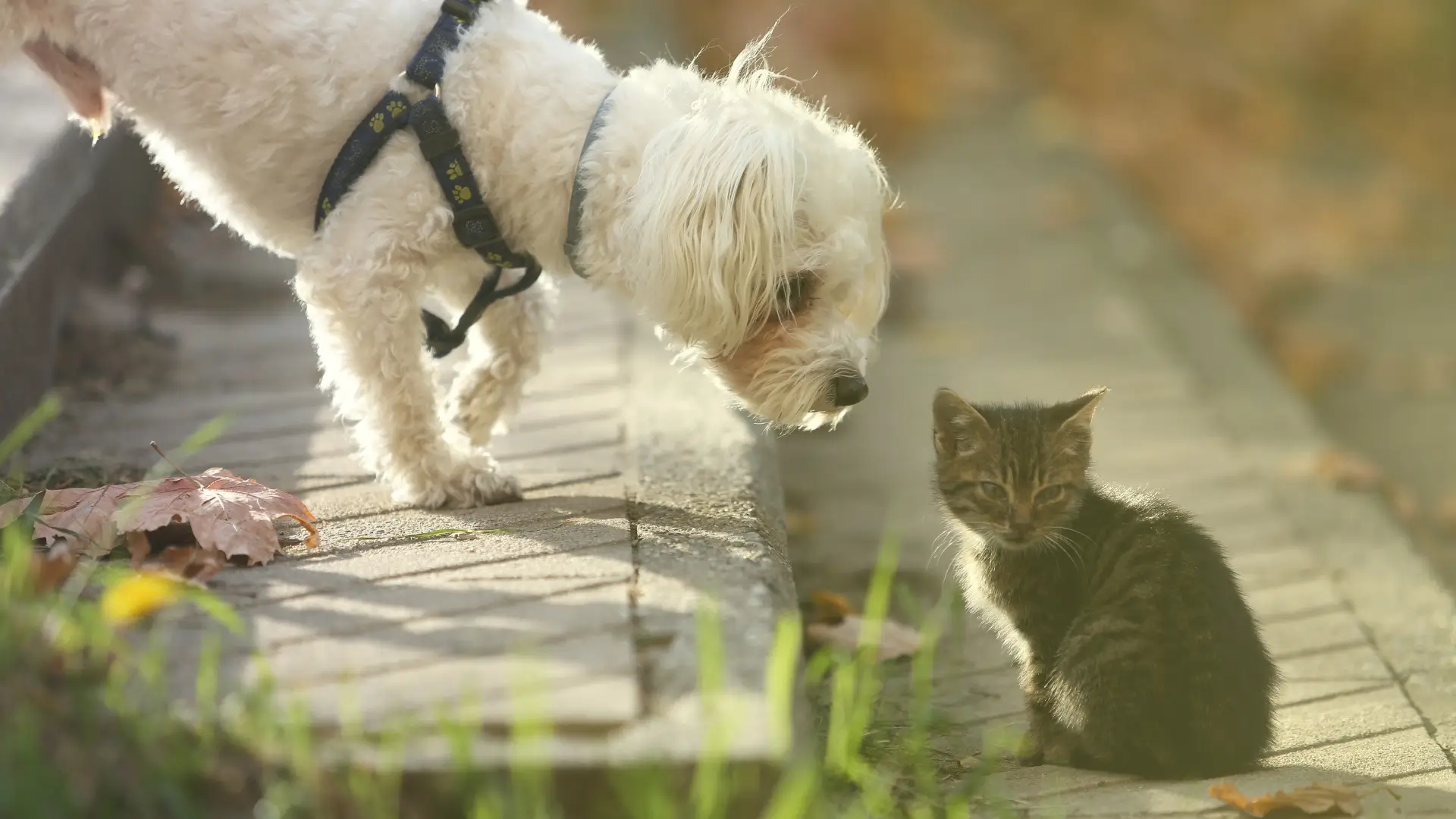 Maltese and Cat socialising