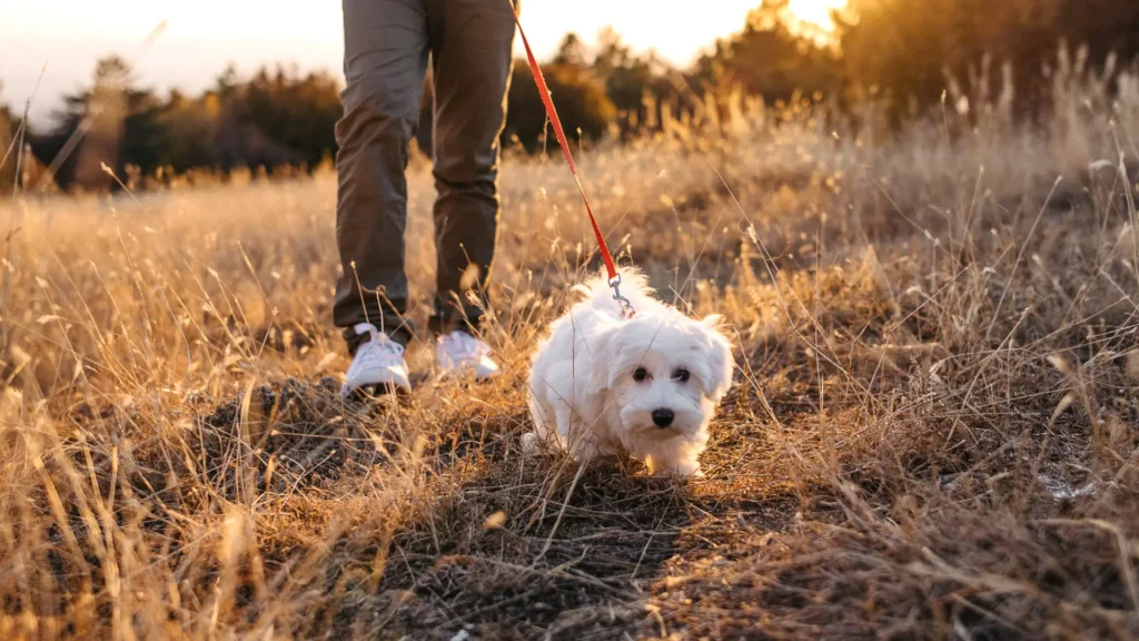 Maltese dog routine