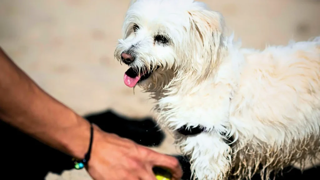 Maltese on the beach