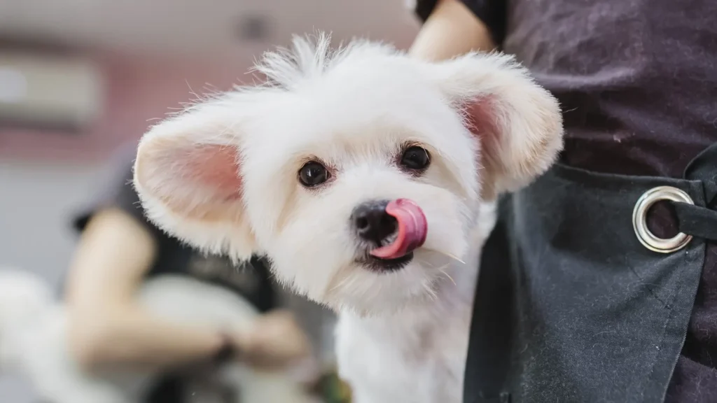 Maltese temperament