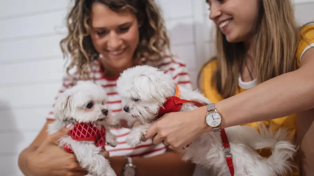 Maltese pups socialising