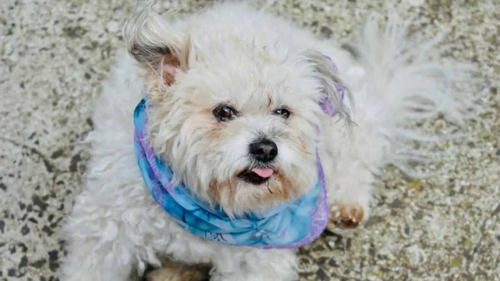Maltese reverse sneezing