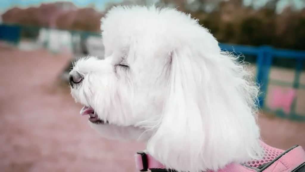 Maltese reverse sneezing