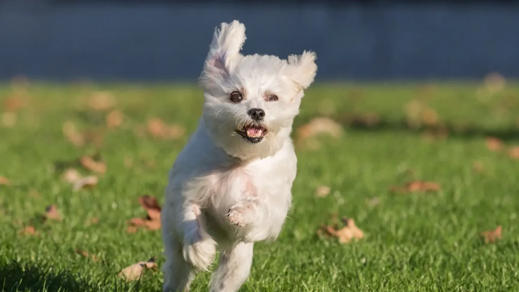 Loyal maltese running in the field