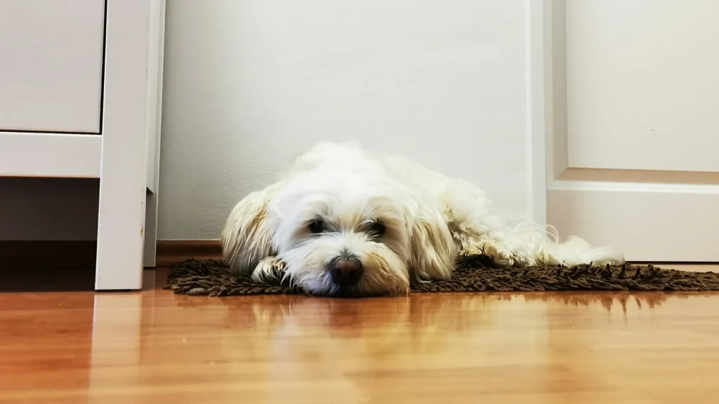 Sad maltese