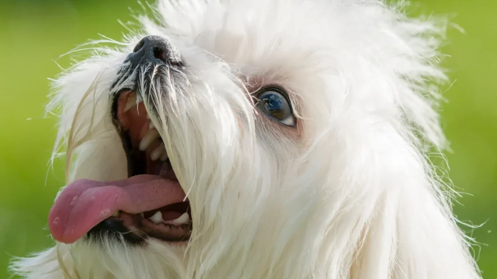 Maltese reverse sneezing