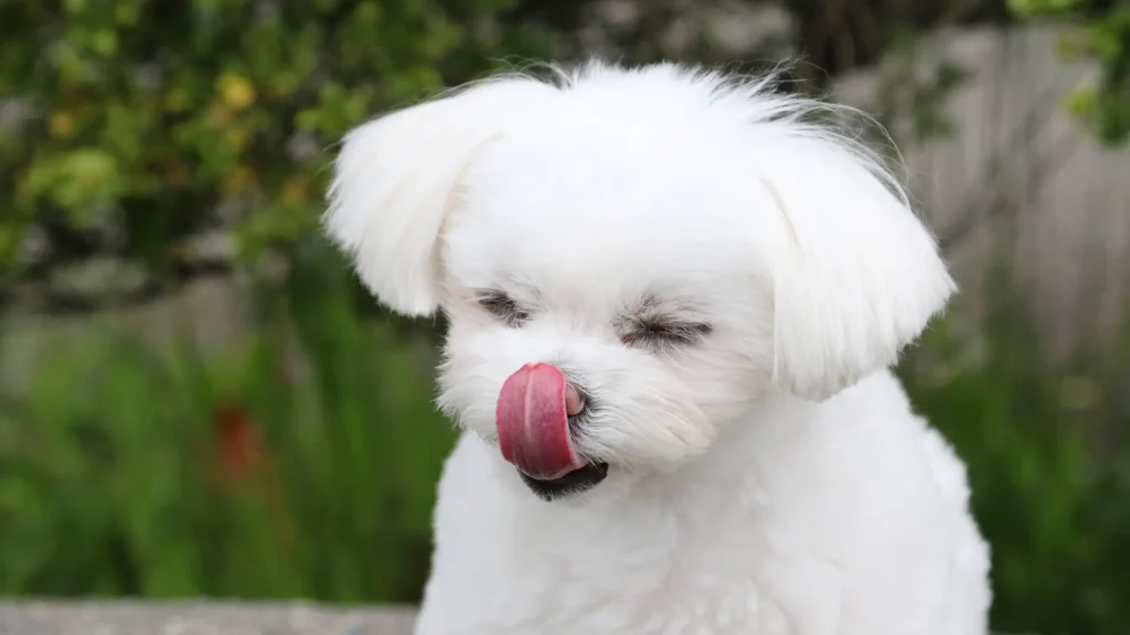Maltese reverse sneezing