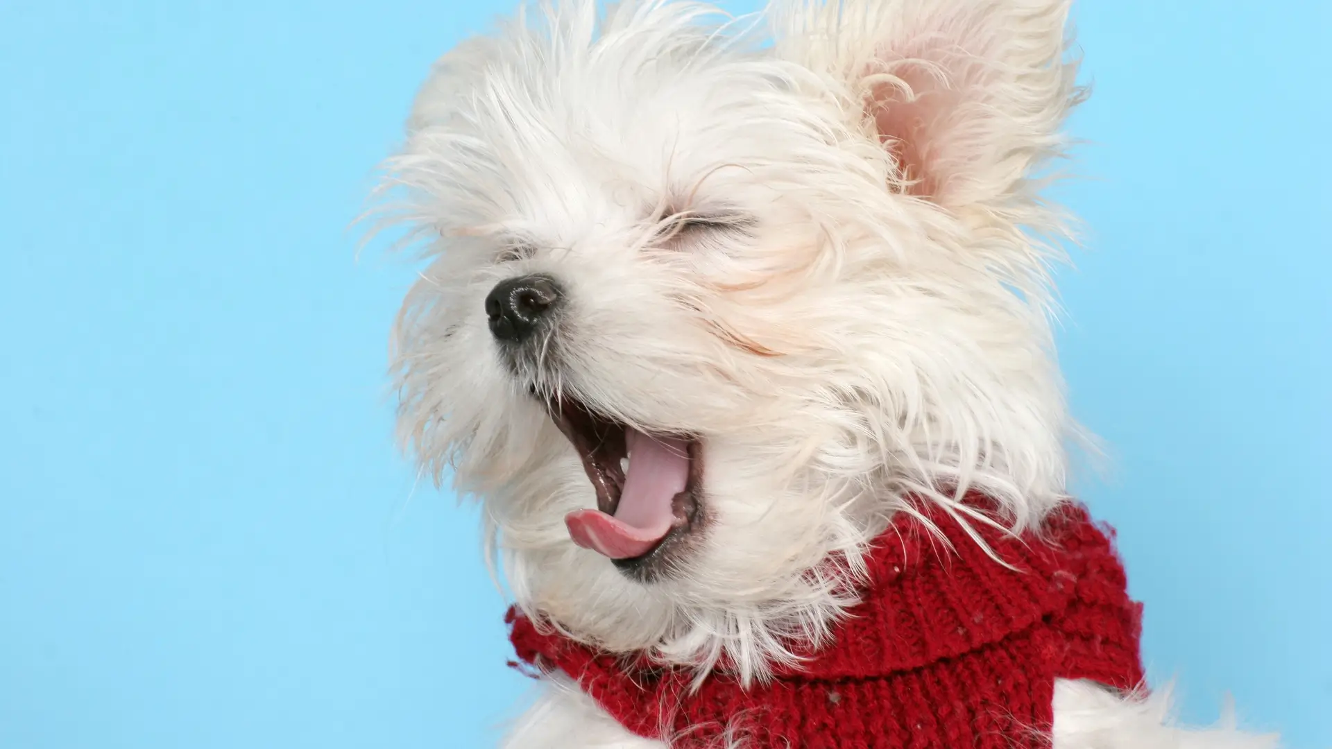 Maltese reverse sneezing