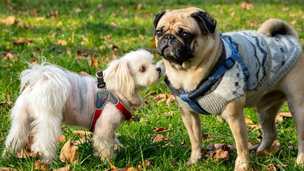 Maltese with pug