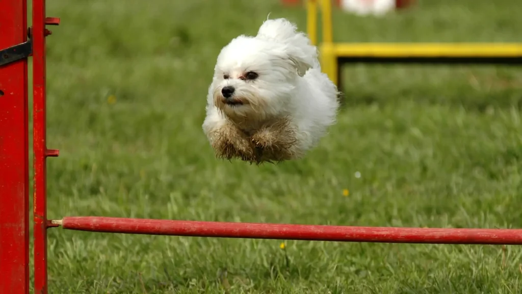 Maltese training