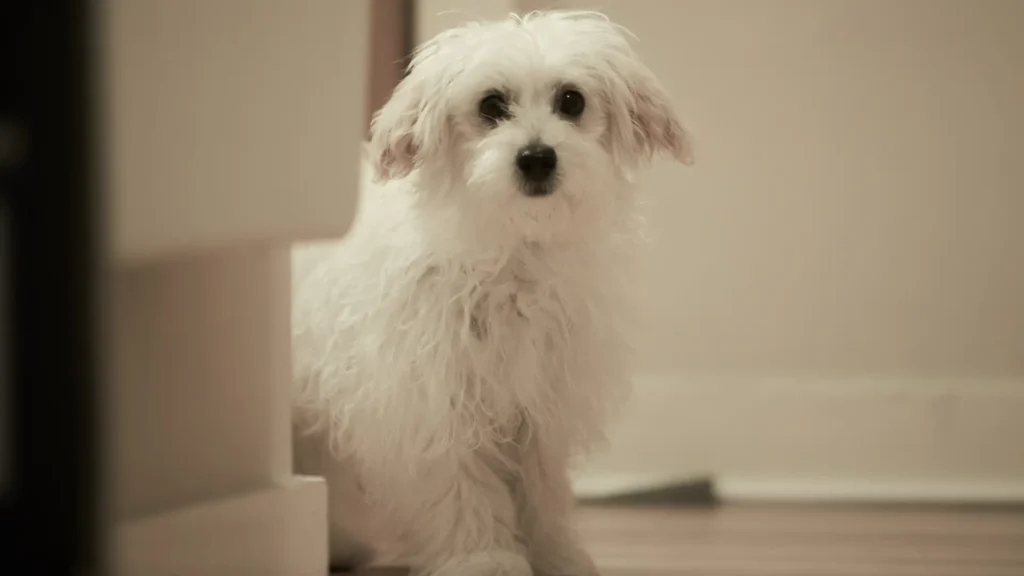 Maltese dog sad because owner leaving