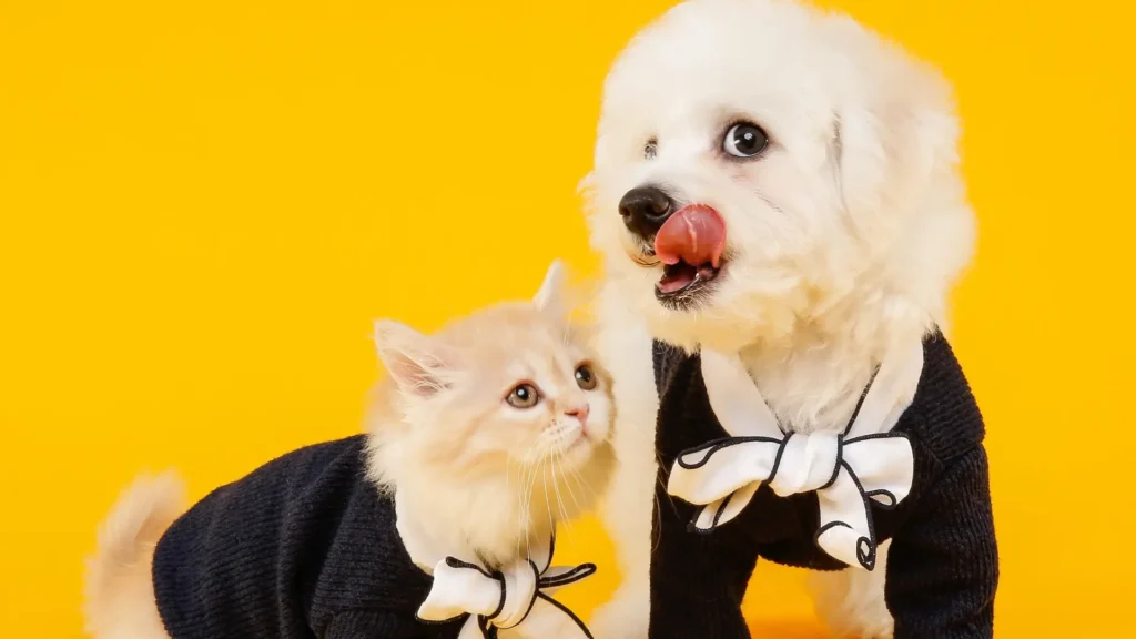 Maltese with cat - happy