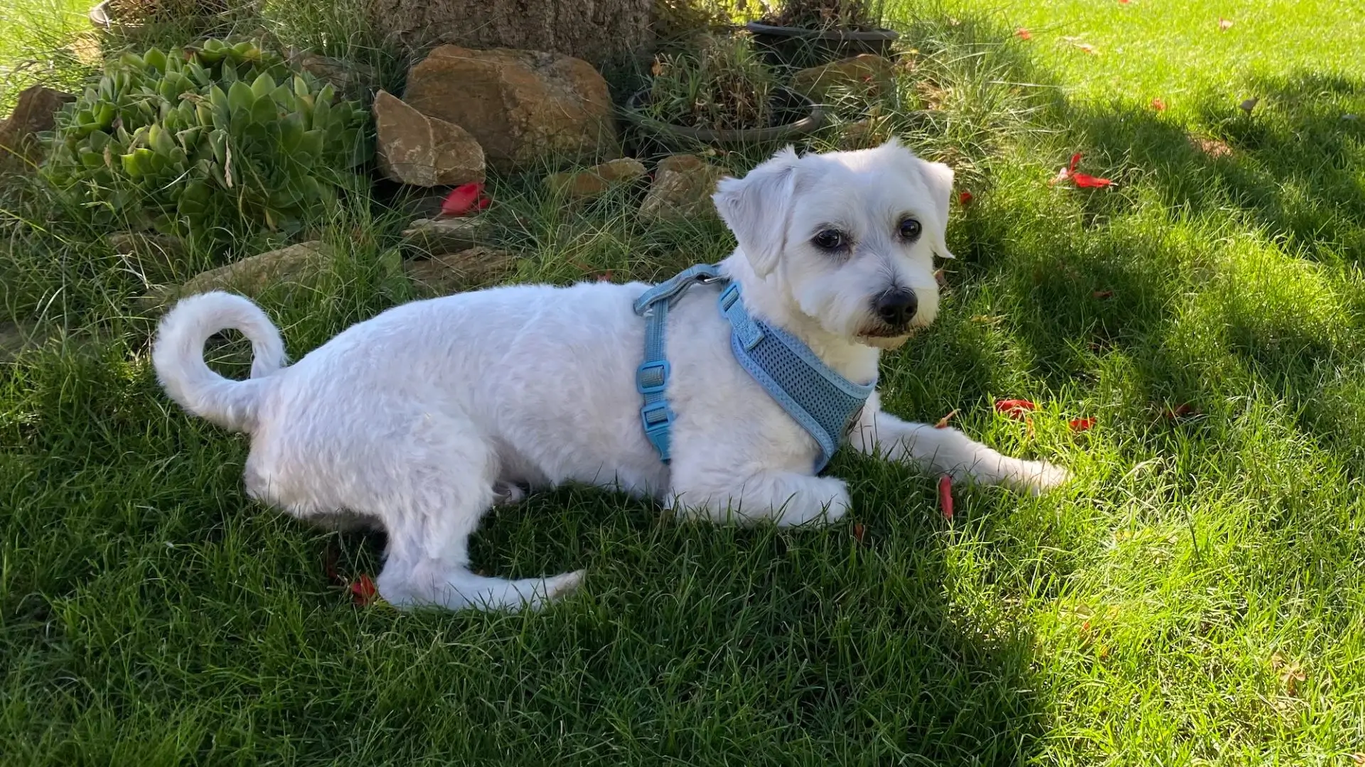 Maltese Lifespan