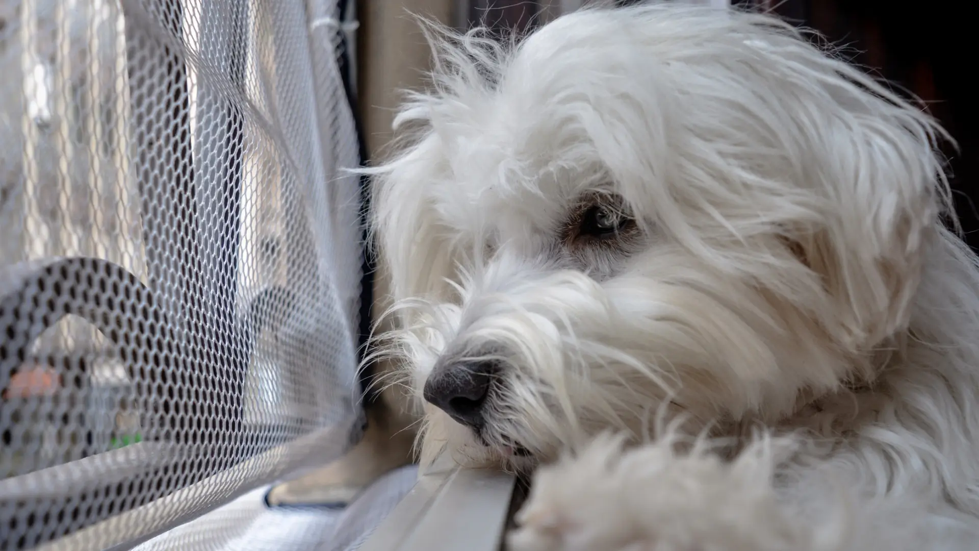 Maltese with separation anxiety