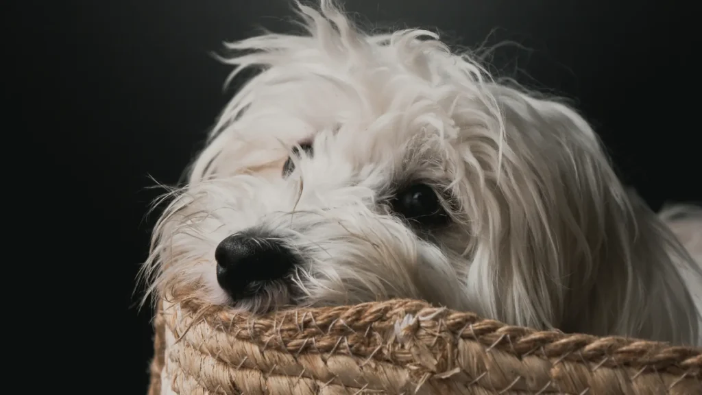 Maltese sad
