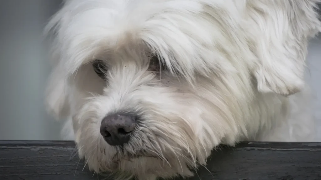 Sad Maltese with separation anxiety